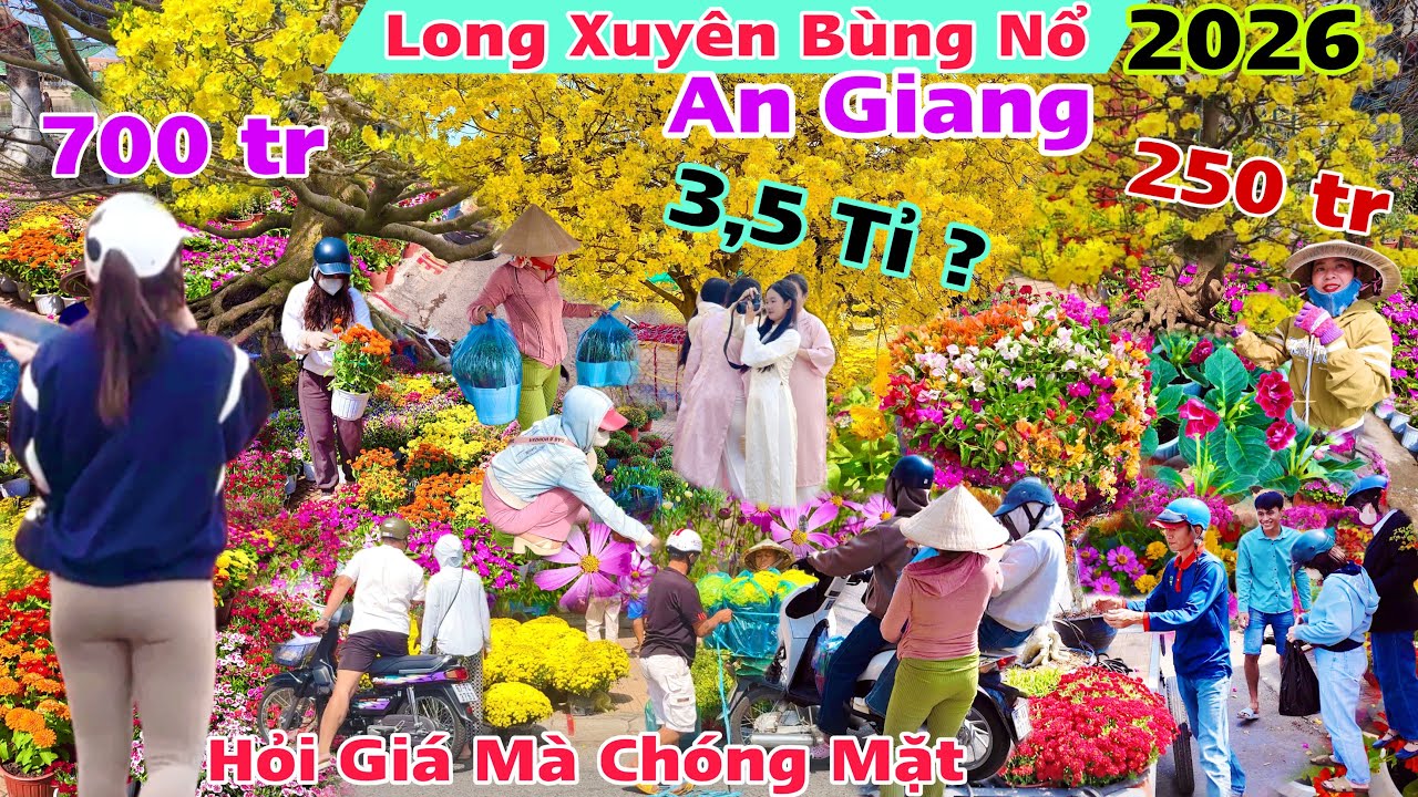 Chợ Hoa Tết Long Xuyên 2026 Bùng Nổ Giá mai vàng ,cập nhật giá hoa giấy cúc mâm xôi hạnh tỉ mụi