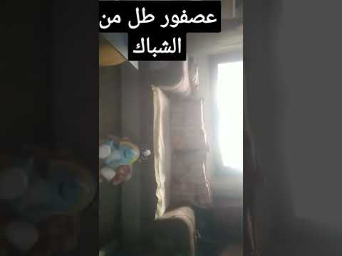 أغنية عصفور طل من الشباك