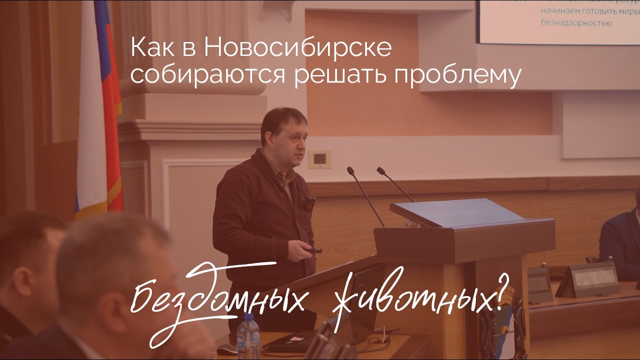 Как в Новосибирске собираются решать проблему бездомных животных?