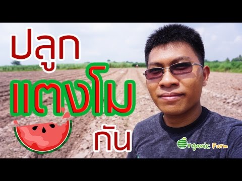 วิธีการปลูกแตงโม