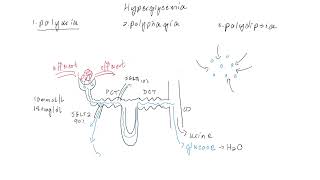 Polyuria, Polyphagia, Polydipsia Mechanisms, Empagliflozin, Insulin Classes Onset Peak and Duration