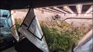 Mother Plants, Clones & Seed Production