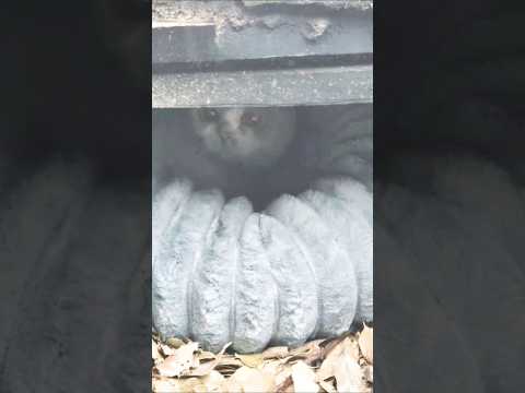 아궁이에 살던 착한 고양이 아궁이를 구해주세요 #입양하세요 #수컷 #3살추정