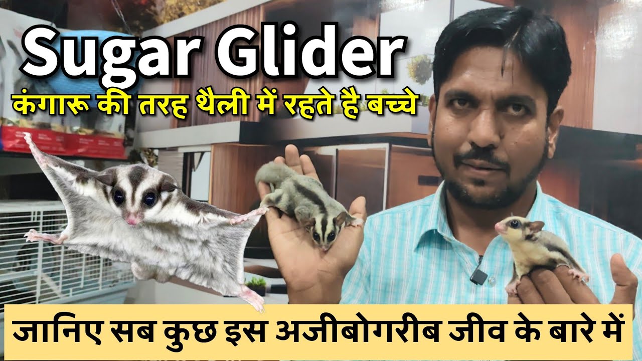 Sugar Glider Facts and Information in Hindi | Sugar Glider as a Pet | Pet Guruji 