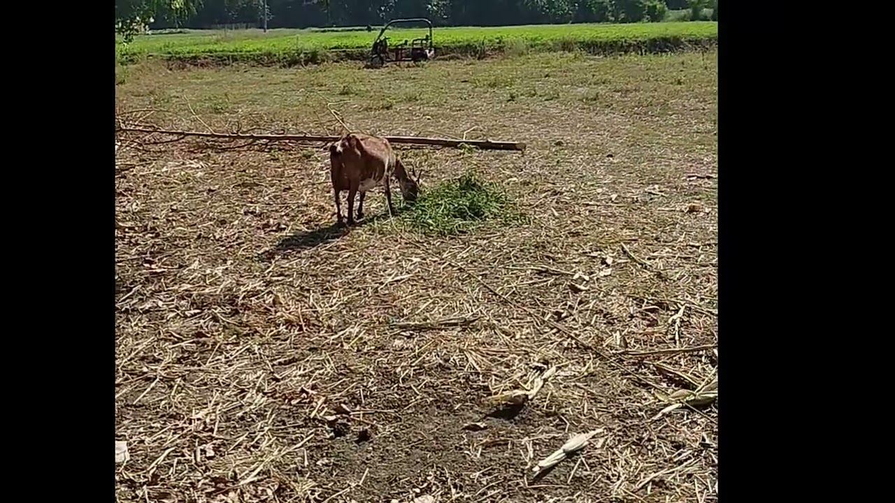 1 HECTARE TITLED FARM LOT FOR SALE, SISON, PANGASINAN