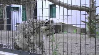 育児中のユキヒョウ リフレッシュタイム~Snow Leopard