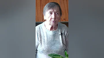 Правила ухода за глоксинией