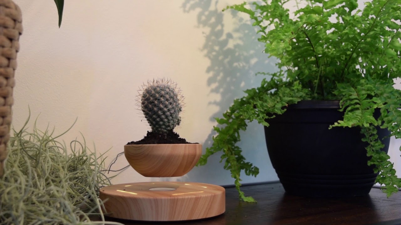 Floating Planter (Air Bonsai) by Lyfted Décor