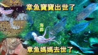 【章魚出世啦】移出池外的章魚媽媽終於熬到小孩出世並且欣然離世。