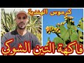 مشروع مربح وناجح لفاكهة التين الشوكي أو كرموس الهندية اصلها مكوناتها مشروع مربح التين 