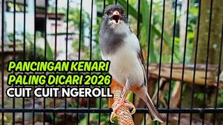 MASTERAN KENARI GACOR NGEROL PANJANG COCOK UNTUK PANCINGAN Kenari Paud AGAR cepat GACOR