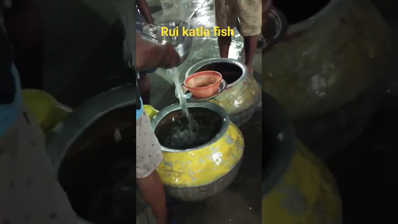 Good quality Rui katla fish seed available con 8336049299