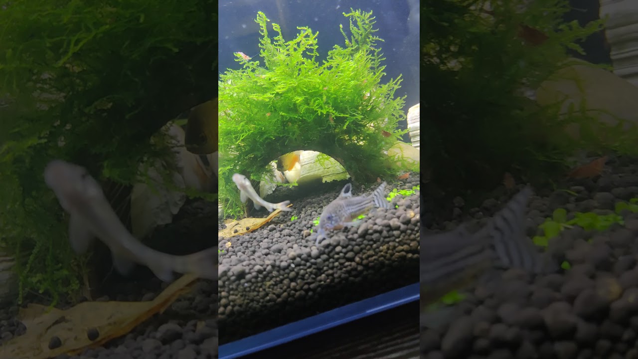 Tank #5 - The Community Tank (Cardinal Tetra's color are amazing) New Shrimps added!!