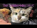 【保護猫】TNR予定の三毛猫