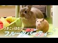 【ハムウサ】一緒にフルーツ食べようよ!No.31