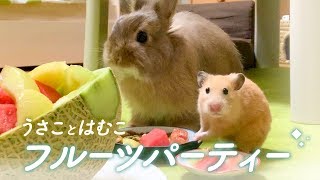【ハムウサ】一緒にフルーツ食べようよ！No.31