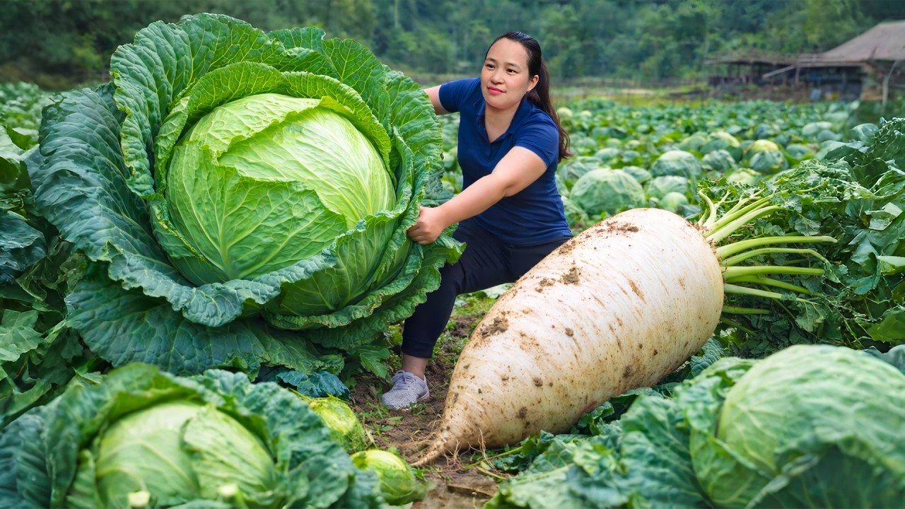 Panen Kol & Lobak dari Kebun – Dijual ke Pasar + Kol Gulung Kukus untuk Makan Siang