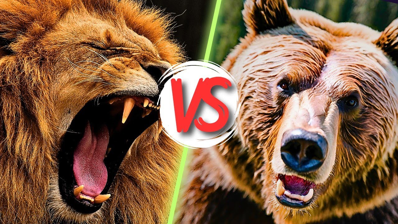 African LION vs GRIZZLY Bear - Who Would Win The FIGHT? - YouTube
