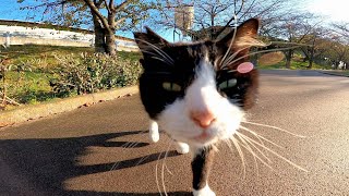 ハチワレ猫がモフられに来た