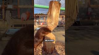 This Is Why Beavers Destroy Trees #shorts #youtubeshorts #viralshorts #facts #amazingfacts