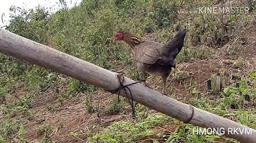 Poj qaib dib tsauj zoo heev