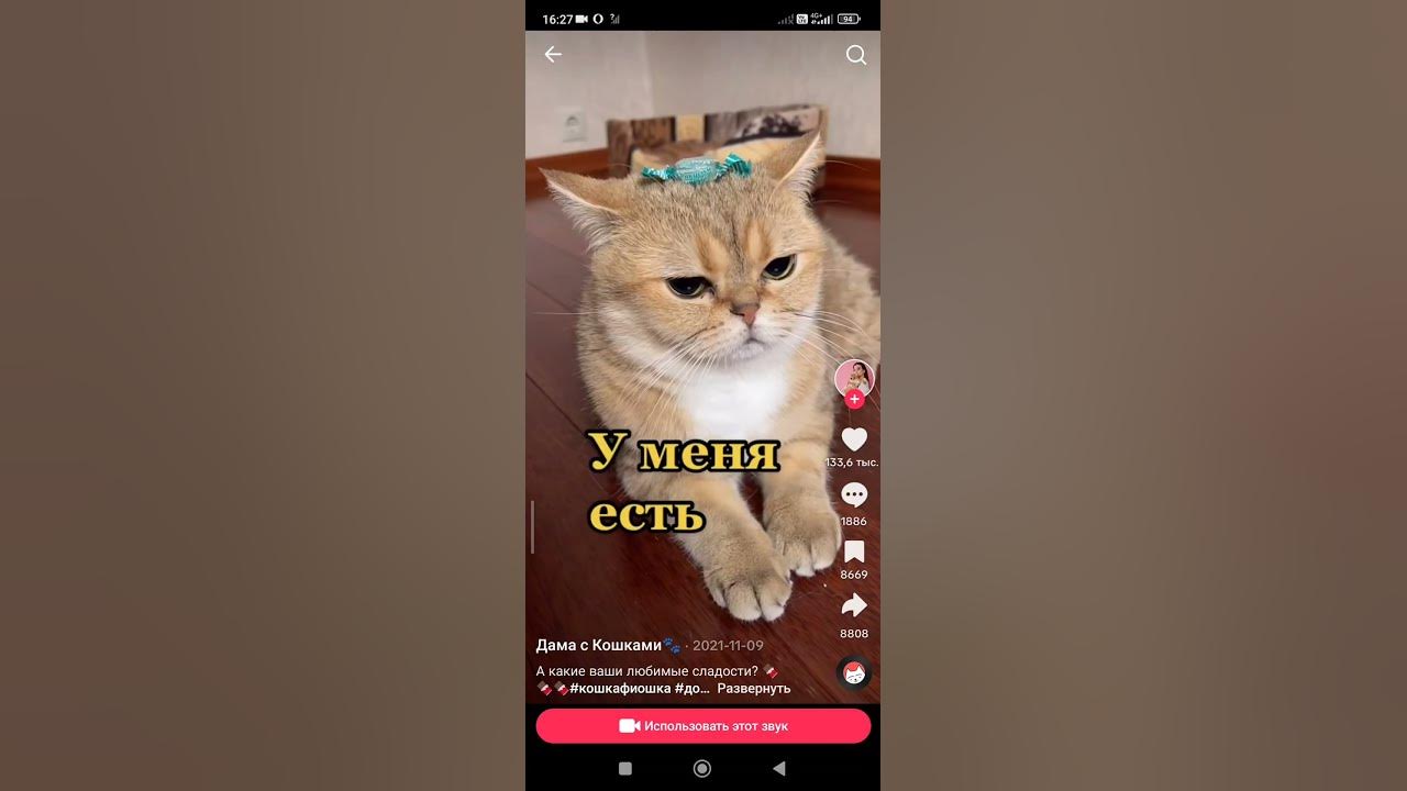 КОТО ИГРА. #приколы #сказка #юмор #прикол #кошки #коты - YouTube