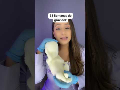 31 Semanas de gravidez