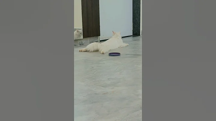 Watch the video about #music #cat #anirudhravichandersongs #catvideos #funny #catlover #cute #pets #babycat #kitten