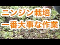 ニンジン　家庭菜園　人参　向陽二号　一番大事な作業　草取り間引き　ニンジン間引き菜かき揚げ天ぷら　Kitchen garden routine vlog