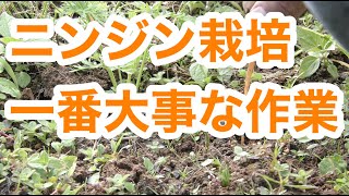 ニンジン　家庭菜園　人参　向陽二号　一番大事な作業　草取り間引き　ニンジン間引き菜かき揚げ天ぷら　Kitchen garden routine vlog