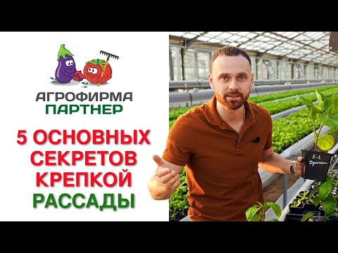 5 ОСНОВНЫХ СЕКРЕТОВ КРЕПКОЙ РАССАДЫ