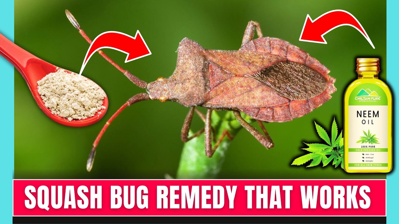 10 Proven Ways to Get Rid of Squash Bugs FAST!