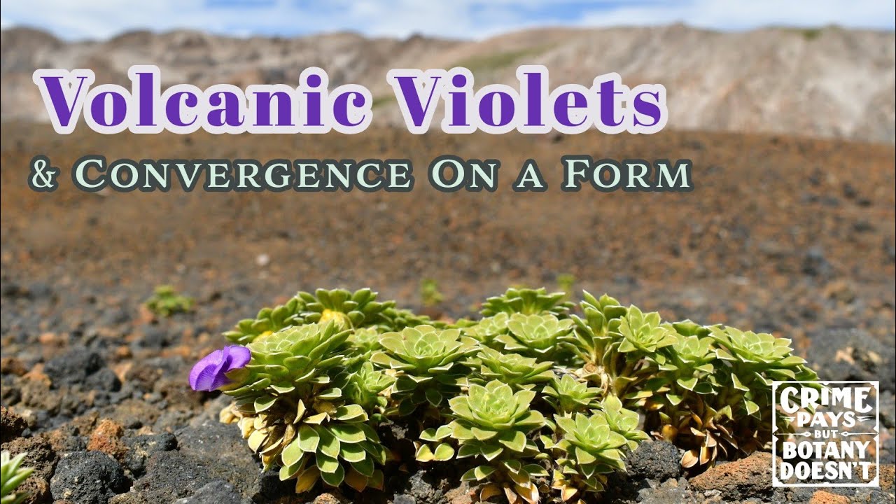 Kick Me in the  Rosulate Violets - High Alpine convergence on a form