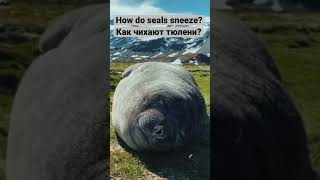 How do seals sneeze? Как чихают тюлени? ¿Cómo estornudan las focas? Wie niesen Robben? 海豹 印鑑 सील