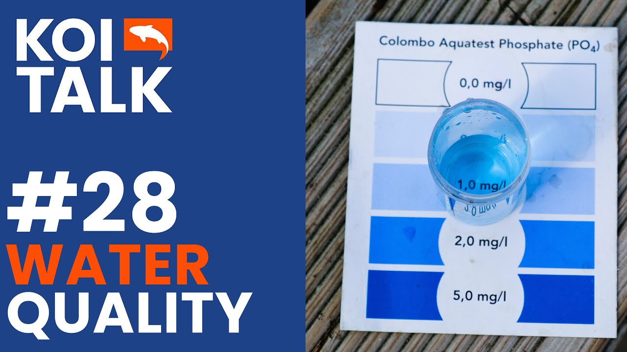 Качество воды в пруду с карпами кои | Разговоры о кои | Выпуск № 28