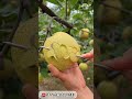 #fruitprocessing #satisfying #fruitcuting #fruitcutting #foodcutting #farming #friutscutting