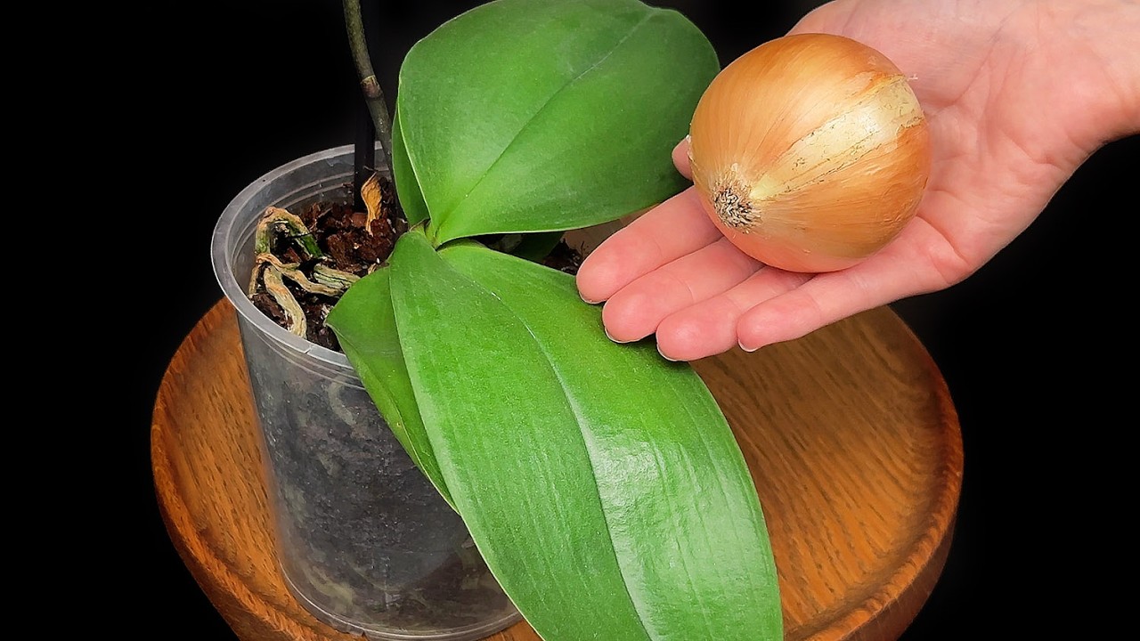 Орхидеи будут цвести как сумасшедшие. Вам нужен всего 1 луковица.