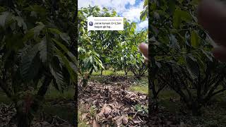Jarak tanam kakao 2x 2,5m bagaimana?