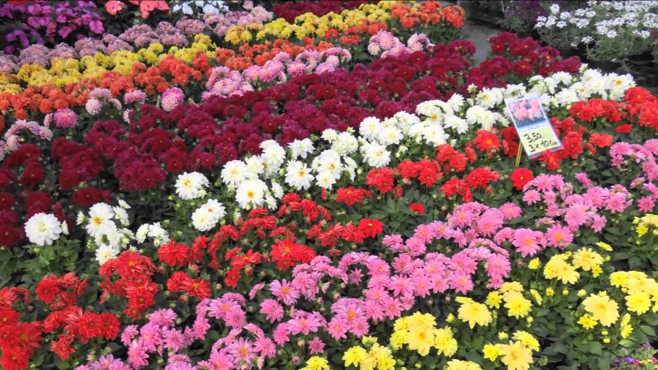 cattolica  in fiore 2015