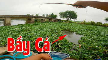 Không Ngờ Dưới Đám Bèo Này Nhiều Cá Đến Vậy, 2h Câu Cá Nhức Nách