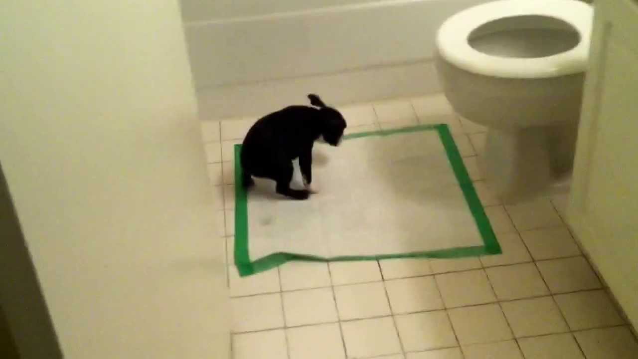Boston Terrier Shows Off Her Potty Training Skills You Boston Terrier Shows Off Her Potty