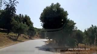 الطريق من صبرة إلى بوحلو تامكسالت (تلمسان) Route de Sabra vers Bouhlou, Tamekssalet (Tlemcen)