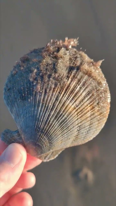 That moment when, you find the shell you absolutely love ❤️🐚