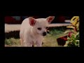 Beverly Hills Chihuahua Delgado Gets Furious With Chloe Beverly Hills Chihuahua Delgado Gets Furious With Chloe