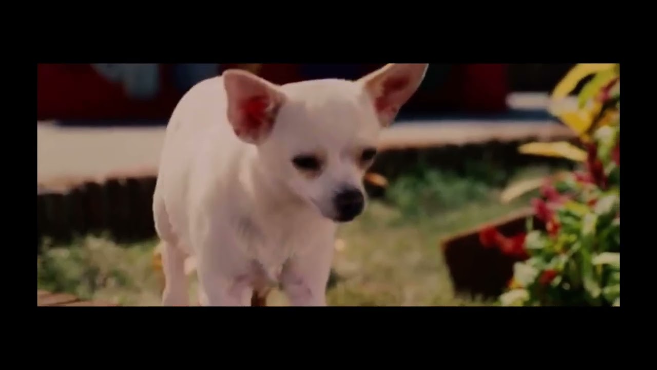 Beverly Hills Chihuahua Delgado gets furious with Chloe - YouTube