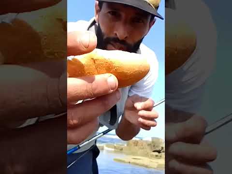 احسن طريقة لصيد أسماك البوري