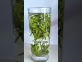 #爱喝茶的关注我 #春茶采摘 #手工制茶 #舒城小兰花
