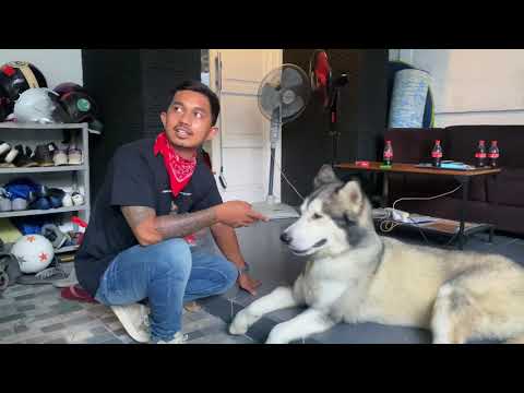 Video: Mengapa Manusia Berhasil Menjinakkan Anjing, Tetapi Tidak Dengan Serigala? - Pandangan Alternatif
