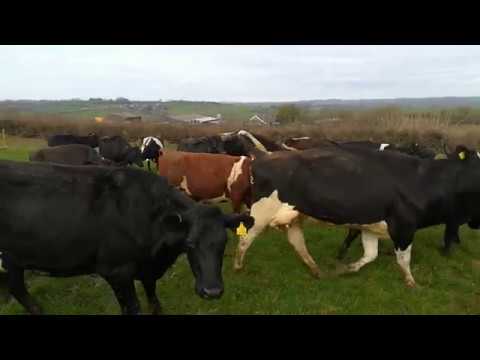 Letting the cows out to grass 21/2/ 2018.