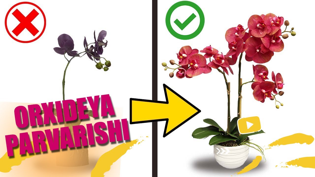 Orxideya parvarishi  |Орхидея Фаленопсис|